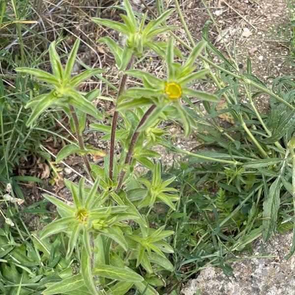 Pallenis spinosa